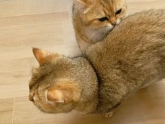 -唐小姐の私宠·宠物洗护美容·撸猫馆·购宠(周浦万达旗舰店)