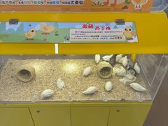 -凯德MALL(望京店)