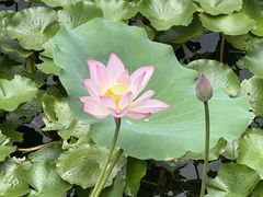 -荔湾湖公园