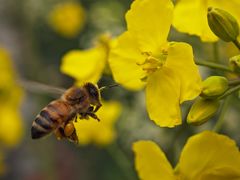 -中国天府农业博览园