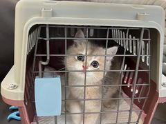 -lincat·猫舍(广州店)
