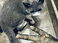 -陈三娃泡姜鸡(太白北路店)