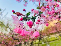 -中央公园(苏州工业园区)
