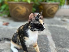 -宝通禅寺