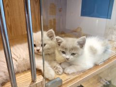 -老吴的猫·猫舍(新区店)