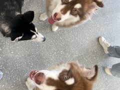 -Let's go狗咖·猫咖·奶狗·桌游(春熙路IFS店)
