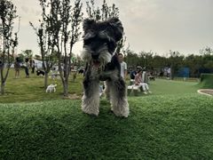 -爪吧宠物乐园 (温榆河示范区店)