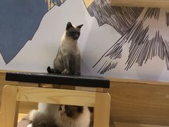 -滚猫咖啡·猫咖·猫友好撸猫(未来城店)