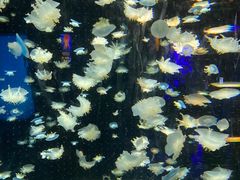 -太平洋海底世界