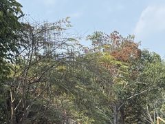 -野象谷景区