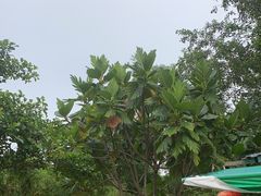 -田园寨农园观光园