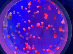 -芜湖新华联大白鲸海洋公园