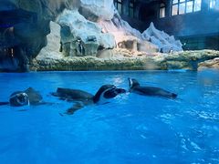 -帝企鹅自助餐厅•儿童岛•真企鹅(长隆企鹅酒店)