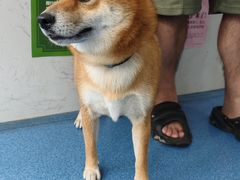 -创凡宠物医院·骨专科  猫科中心(西乡分院)