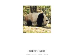 -成都大熊猫繁育研究基地