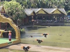 -西双版纳原始森林公园