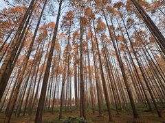 -黄海国家森林公园