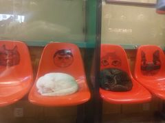 -猫咪博物馆(顶澳仔猫街店)