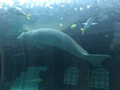 -悉尼海洋生物水族馆