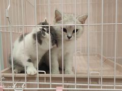 -酷豆宠物咖啡·宠物美食·撸猫馆