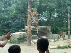 -上海野生动物园老虎餐厅