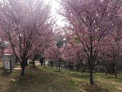 -石塘人家