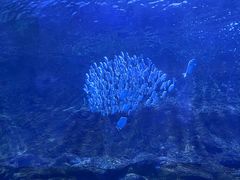 -秦皇岛新澳海底世界