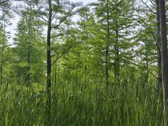 -昆山城市生态森林公园