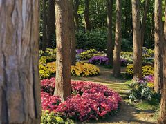 -上海共青森林公园