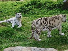 -清迈夜间动物园