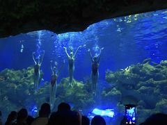 -芜湖新华联大白鲸海洋公园