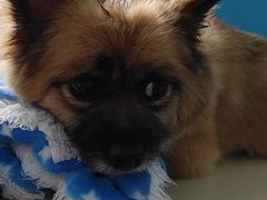 -顺强宠物诊所·狂犬免疫·夜诊·骨科(嘉定店)