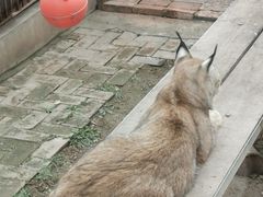 -青藏高原野生动物园