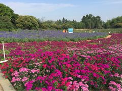 -松山湖梦幻百花洲