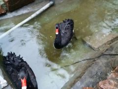 -园林格兰云天大酒店-太极名厨中餐厅