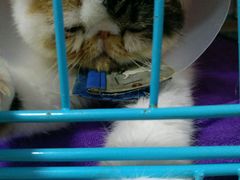 -瑞鹏宠物医院·骨科·猫科·内科(第一中心)