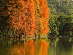 -深圳仙湖植物园