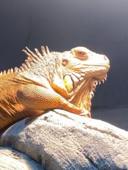 -Zoolung Zoolung动物主题公园(海信广场店)