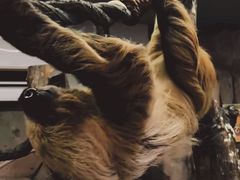 -正佳雨林生态植物园