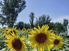 -汉长安城未央宫国家考古遗址公园