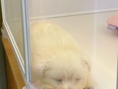 -翊宠yipet猫狗购宠庄园犬舍•猫舍