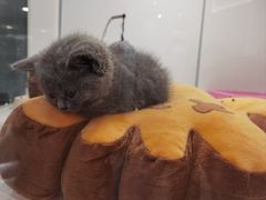 -1013 PET SHOP精品宠物商店(丁香店)