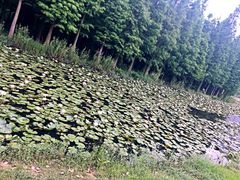 -艾溪湖湿地公园