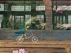 -南宫五洲植物乐园