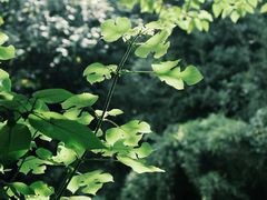 -西湖风景区-江洋畈生态公园