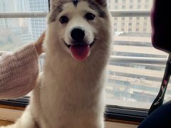 -Husky Go! 哈士奇体验馆·宠物咖啡厅狗咖