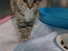 -心仪动物医院·牙专科·肿瘤·心脏科(西客站院)