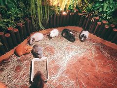 -藦茜花园宠物主题亲子互动体验馆(国顺东路店)