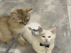 -楼上猫咖(罗湖店)