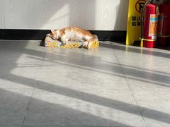 -凯特喵百思猫专科医院